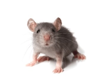 pests in the heating and air conditioning system